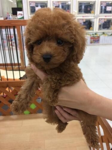 家にきたころの「もも」