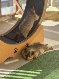 いつまででも見ていられる可愛さ