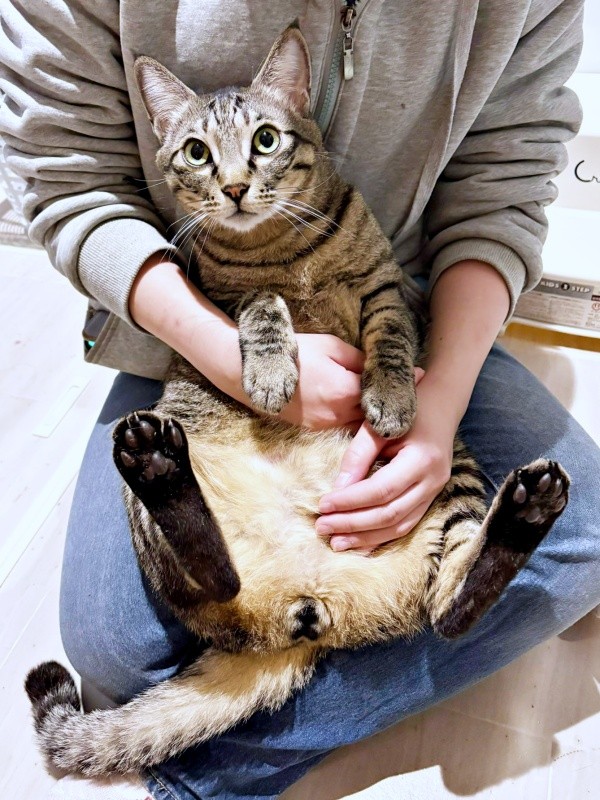 抱っこでくつろぐつむぎくん（画像提供：すずつむふうさん）