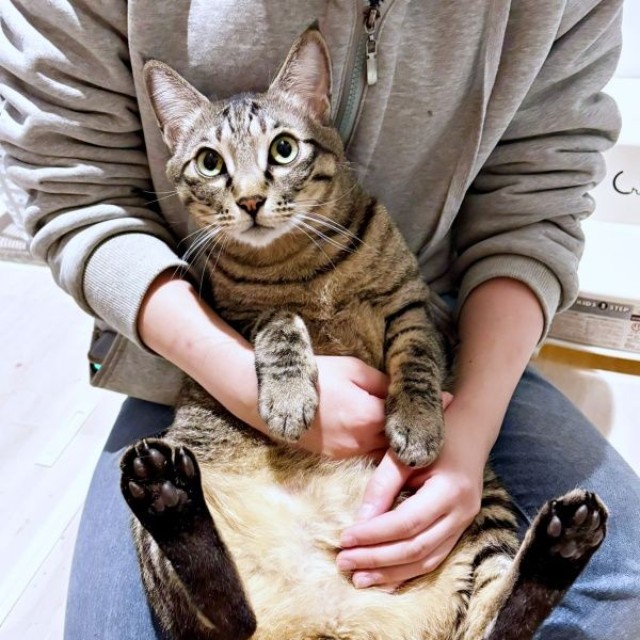 抱っこでくつろぐつむぎくん（画像提供：すずつむふうさん）