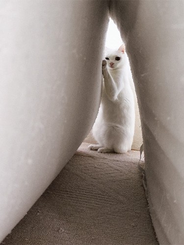 「ねこチラ」（パイ インターナショナル）より