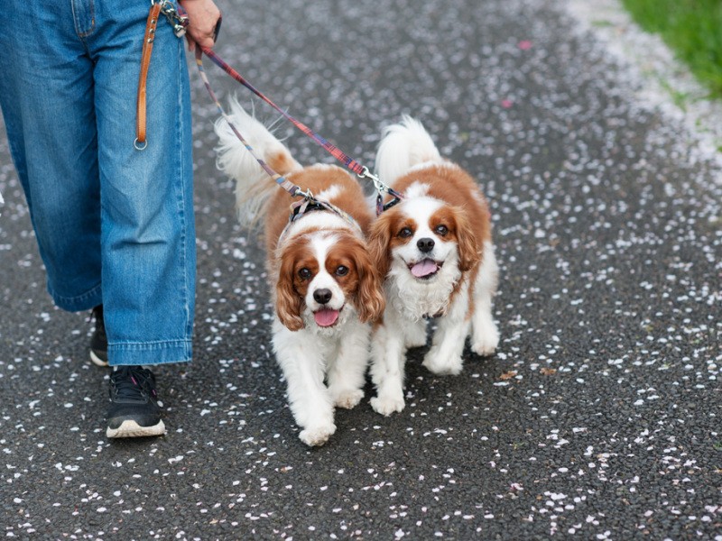 「僕たちね、お母さんの人間の子どもの兄弟と似てるんだって」（小林写函撮影）