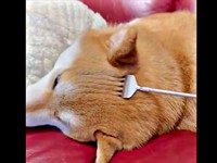 孫の手であずきちゃんの頭をなでなでーーきれいな「枯山水」が出現（画像提供：林さん）