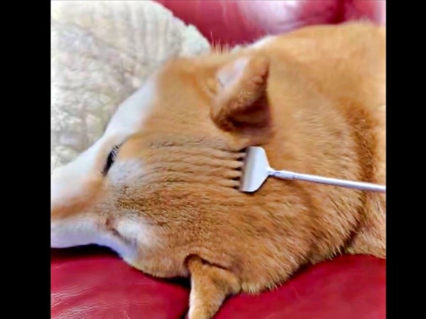 孫の手であずきちゃんの頭をなでなでーーきれいな「枯山水」が出現（画像提供：林さん）