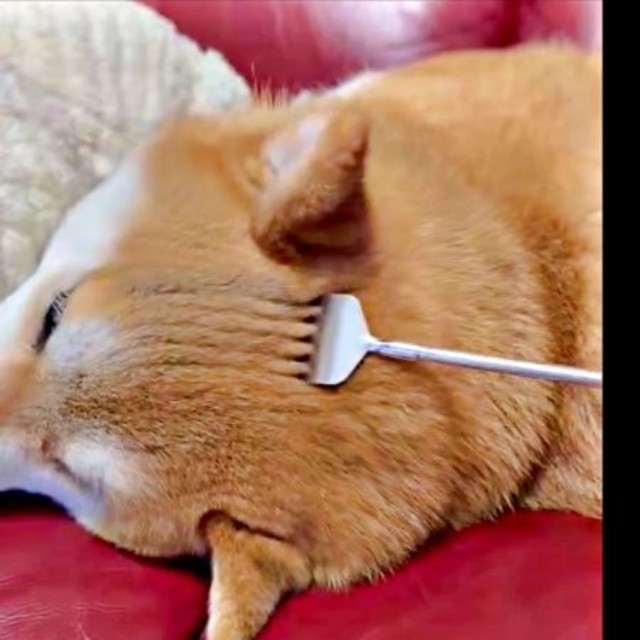 孫の手であずきちゃんの頭をなでなでーーきれいな「枯山水」が出現（画像提供：林さん）