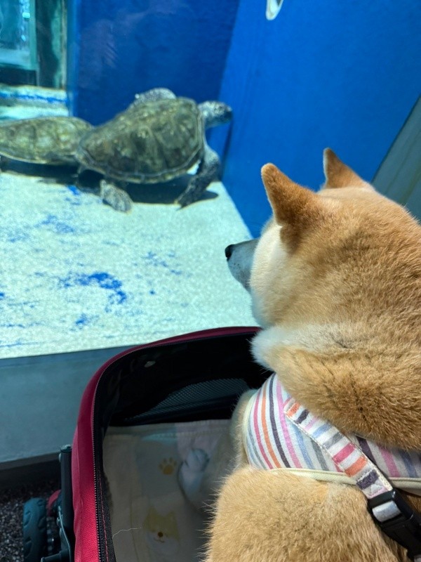 ウミガメを目で追うゆめちゃん（画像提供：柴犬の見る夢さん）