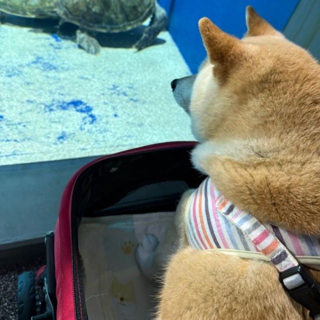 ウミガメを目で追うゆめちゃん（画像提供：柴犬の見る夢さん）