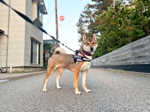 「ちょっと待って」。朝5時、飼い主さんの声かけで立ち止まる海珠ちゃん（画像提供：海珠 四国犬さん）