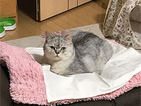飼い主のこと知り尽くしてる？　もふもふマンチカンの「ダヤン」