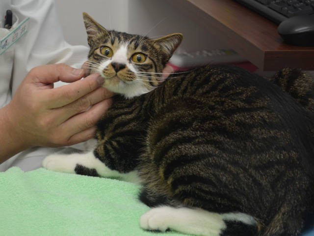 愛猫の定期的な健康診断 してますか 初心者猫オーナーがドキドキ初体験 犬 猫との幸せな暮らしのためのペット情報サイト Sippo