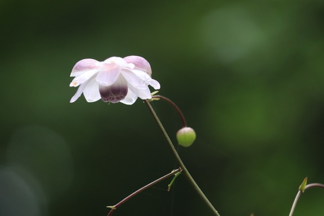 レンゲショウマ（８月開花）