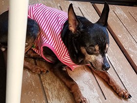 13歳になった愛犬「ココ」 先輩犬から継いだ不思議なマイブーム