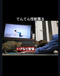 猫たちがいきなり登場！（「ちゃちゃママ／4匹猫ファミリー」さん提供、Instagramよりキャプチャ撮影）