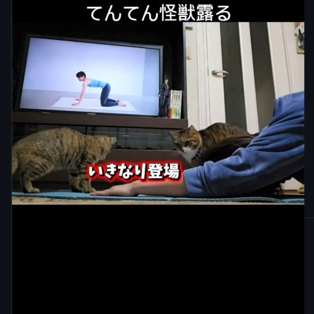 猫たちがいきなり登場！（「ちゃちゃママ／4匹猫ファミリー」さん提供、Instagramよりキャプチャ撮影）