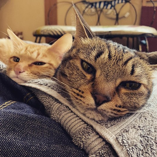 表情もそっくり（左がきなこくん、右がレオくん）