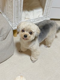 トリミングの結果眉毛が誕生したぽたちゃん（提供：ぽたさん）