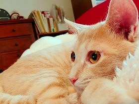 子猫時代に同じボランティア宅で育った2匹　再び一緒に仲良く