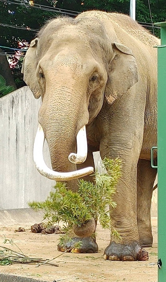 マンモスいるんだ…と言われるマック