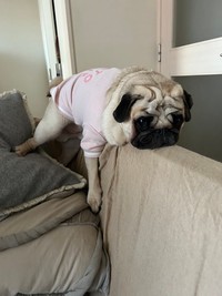 「なぜかソファの背の上に乗るのがお気に入り」（提供：シャルル@パグさん）