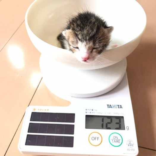 保護して1週間後の体重は123g（保護主さん提供）