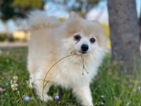 散歩を知らずに育った元繁殖犬　甘えん坊の末っ子として愛情いっぱいに暮らす