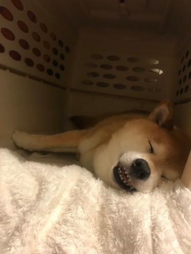 ずっと、バリケンネルを「自分の部屋」にしてくつろいでいた