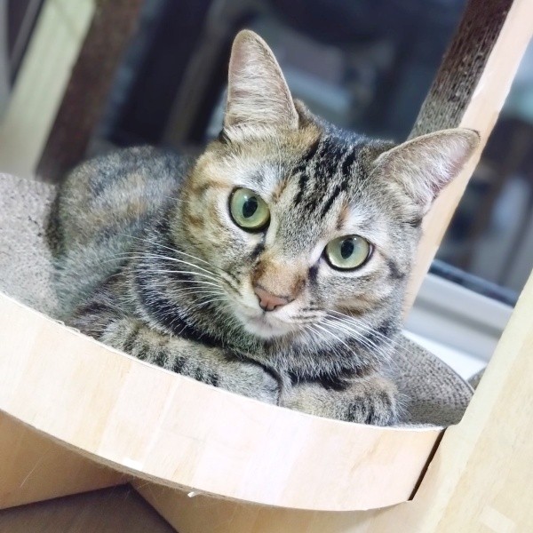 爪研ぎタワーの下段でくつろぐ会長（画像提供：猫、飼い始めましたさん）