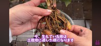 1年間育てた苗の根っこは、土栽培に適した根に／「くまパン園芸 KOBI's Houseplants Life」（@kumapan）提供