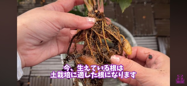 1年間育てた苗の根っこは、土栽培に適した根に／「くまパン園芸 KOBI's Houseplants Life」（@kumapan）提供