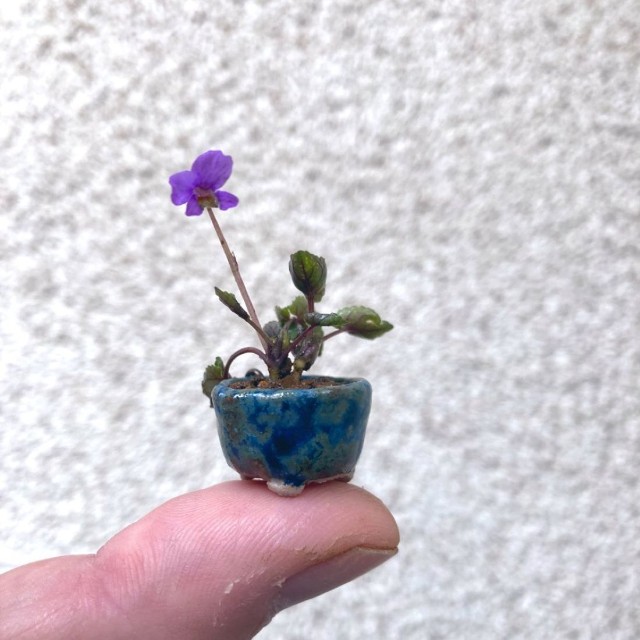指の先ほどの小ささの盆栽