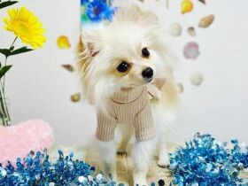 お兄ちゃん、もっといっぱい遊んでよ～　先輩犬と仲良くなりたいポメラニアン「ルナ」