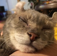 ほほ笑むような寝顔のトマスくん