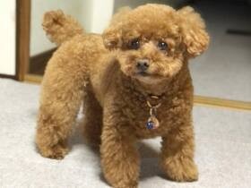 「早く投げてよ～！」　ボール投げが大好きなトイ・プードル「茶茶」