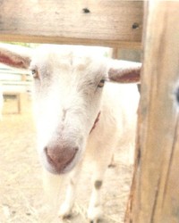 クララ　平井料理システム提供