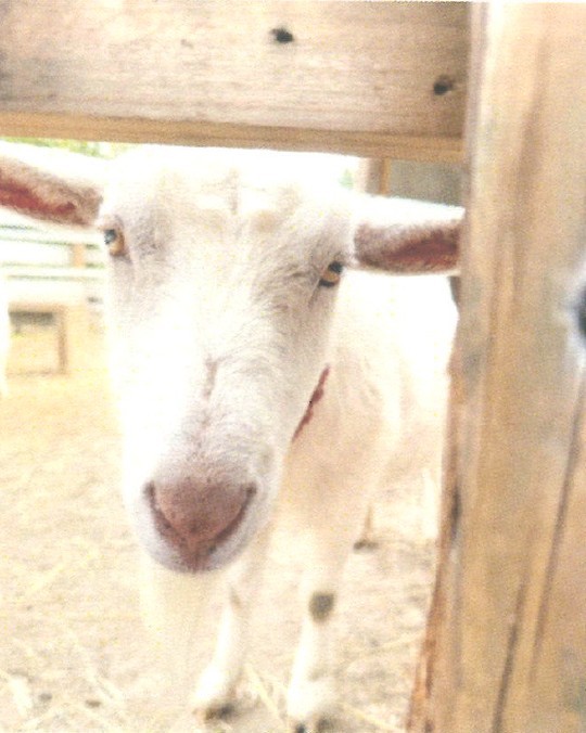 クララ　平井料理システム提供