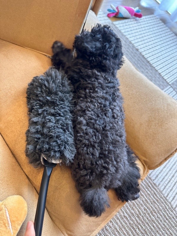 モップにそっくり！？ 生後2カ月のエマちゃん（画像提供：エマです！さん）