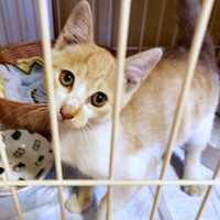 保護まもない頃、ケージで過ごすキナコくん（画像提供：mmさん）