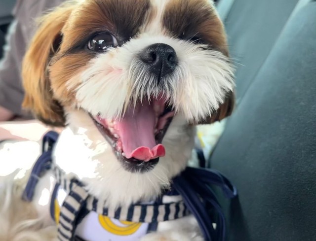 元気いっぱい！こいもちゃん＝シーズーのまるとおまめとこいもさん（@maruomamekoimo）提供