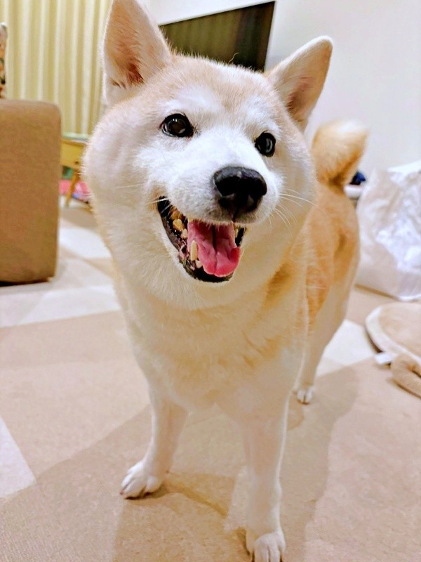 笑顔がキュートなモモちゃん（画像提供：柴犬のモモさん）