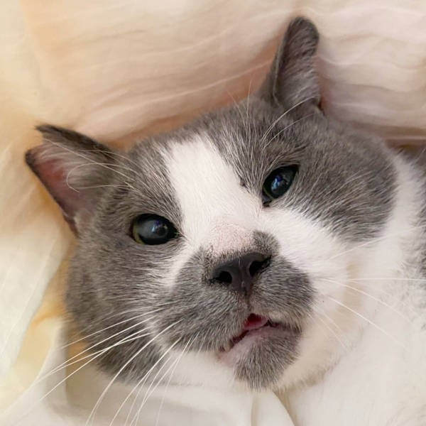 ビビリ猫 くまお が教えてくれた 猫にストレスの少ない引っ越し方法 犬 猫との幸せな暮らしのためのペット情報サイト Sippo