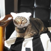 猫耳フードのタコスちゃん「顔に出るタイプニャンです…」（提供：いきさん さん）