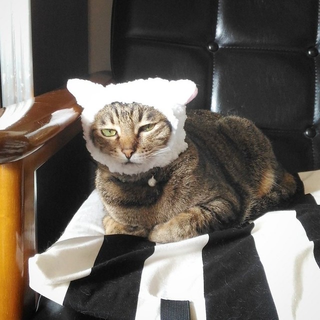 猫耳フードのタコスちゃん「顔に出るタイプニャンです…」（提供：いきさん さん）