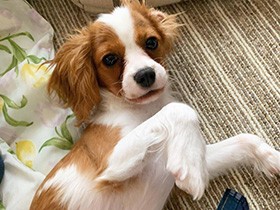 動くおもちゃに目がロックオン中　キャバリア「MILK」