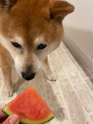 誕生日に食べたすいか！