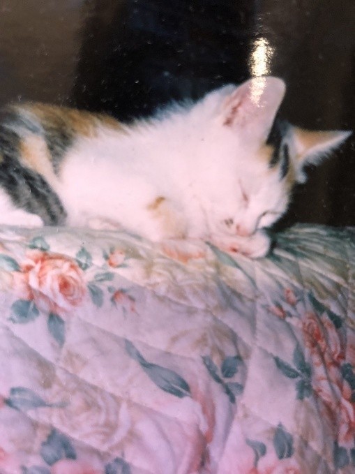 子猫期のねぇねちゃん