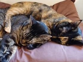 愛猫２匹、数年ぶりに入浴　お互いのことを「シャー！」と威嚇するも、夜には仲良し