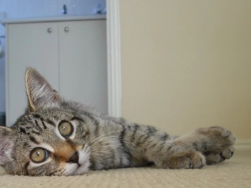 家にきたころの「ジェイク」