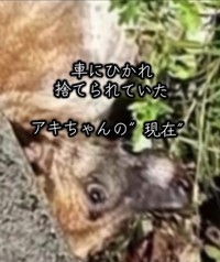 「かなり高齢なのでは」と思ったほど衰弱していた（岡本裕二さん提供、Instagramよりキャプチャ撮影）