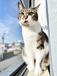 ニャルソックするてつおくん（画像提供：まりてつさん）