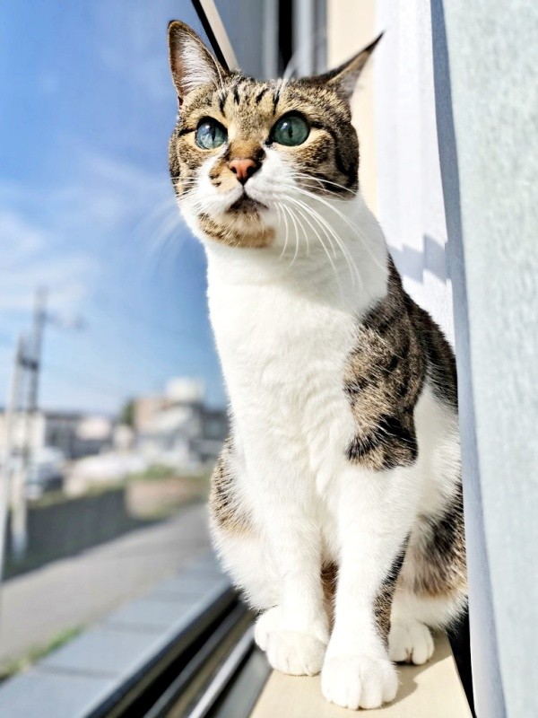 ニャルソックするてつおくん（画像提供：まりてつさん）